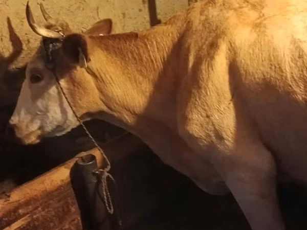 Cow, Cattle