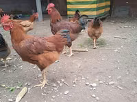 Chickens — Foto 2