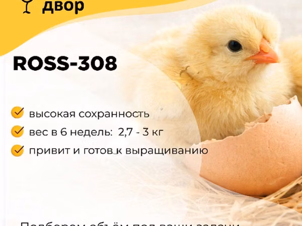 Ross 308
