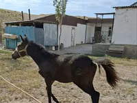 Stute, Kazakh horse — Foto 2