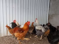 Brahma — Foto 2