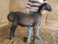 Carnero, Arashan sheep — foto 5