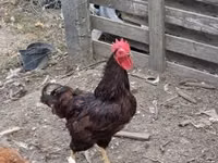 Rhode Island Rot — Foto 4