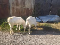Ziegen (Partie, Geschlecht nicht angegeben), Beetal goats — Foto 3