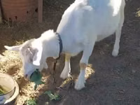 母山羊, Saanen goat — 照片 3