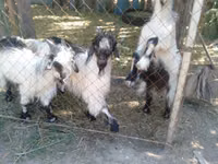 Ziege, Alpine goat — Foto 2