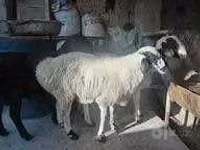 Schaf, Schafe — Foto 2