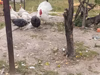 Turkeys — الصورة 2