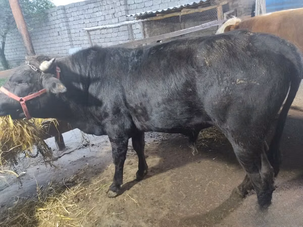 ІҚМ (топ, жынысы көрсетілмеген), Ірі қара