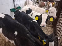 Toro, Russian Black pied cattle — foto 1