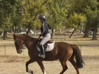 Stute, Hungarian horse breed — Foto 2