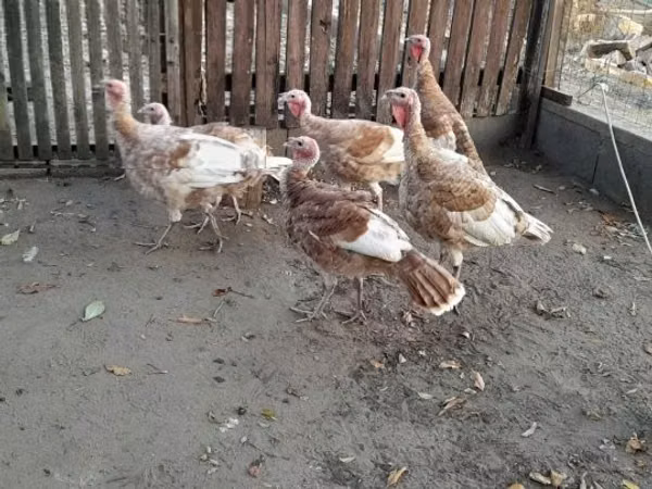 Turkeys