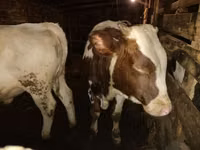 Bulle, Simmental cattle — Foto 3