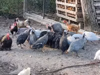 Guinea fowl — الصورة 3