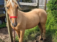 घोड़ी, Palomino — फ़ोटो 1