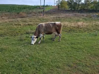 母牛, Russian Black pied cattle — 照片 3