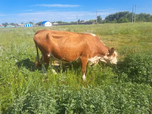 गाय, Simmental cattle — कज़ाखस्तान