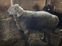 Widder, Hissar sheep — Foto 2