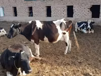 Kuh, Russian Black pied cattle — Foto 1