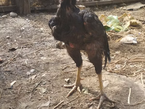 Chickens — Kirgisistan