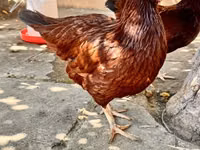 Red Rod-Aylend — 5-rasm