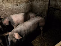 Säue, Schweine — Foto 2