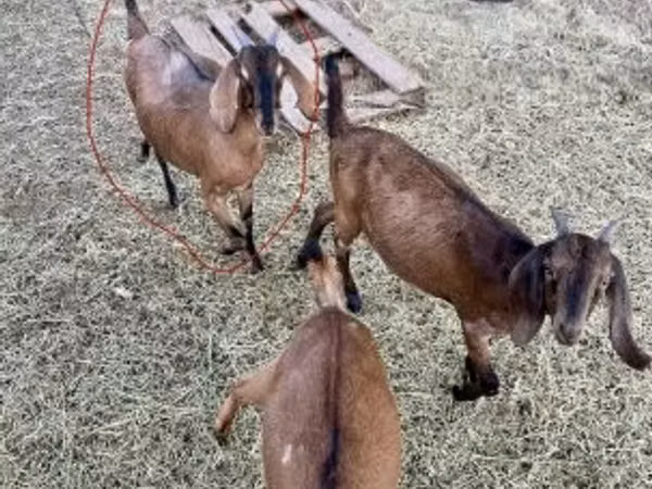 बकरी, Nubian Goat