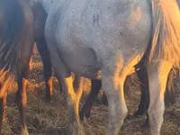 Pferde (Partie, Geschlecht nicht angegeben), Horse breed — Foto 6