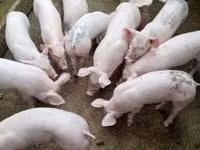 Säue, Schweine — Foto 2