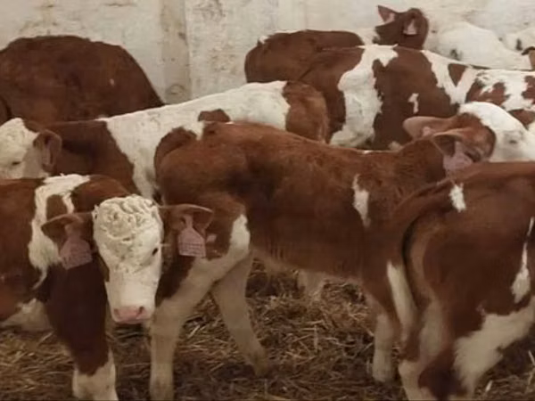सांड, Simmental cattle
