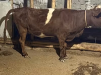 母牛, Russian Black pied cattle — 照片 5