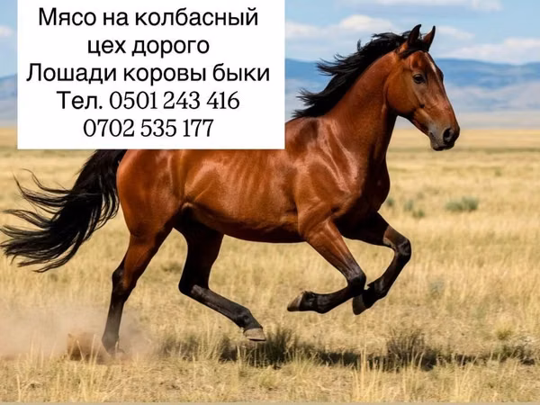 Мясо для колбасного цеха. Предлагаются партии мяса для переработки в
