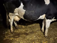 Kuh, Russian Black pied cattle — Foto 5