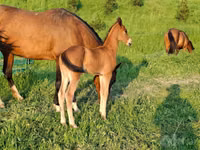 Hengst, Akhal-Teke — Foto 5