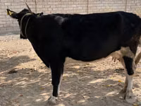 بقرة, Russian Black pied cattle — الصورة 4
