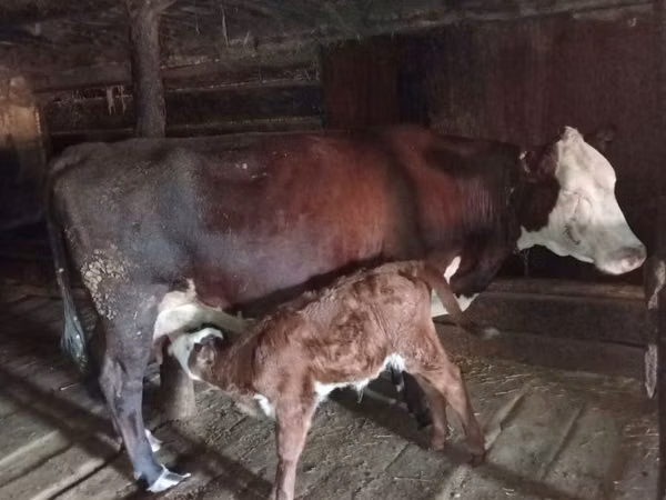 गाय, सफेद सिर वाली यूक्रेनी — कज़ाखस्तान