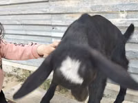 Ешкі, Alpine goat — 6-сурет