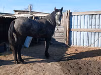 Hengst, Orlov Trotter — Foto 3