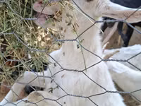 Ziegen (Partie, Geschlecht nicht angegeben), Saanen goat — Foto 6
