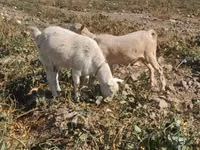 Ziege, Saanen goat — Foto 3