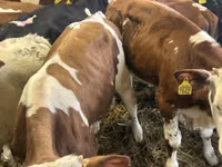 Cattle (batch, sex not specified), Cattle — photo 8