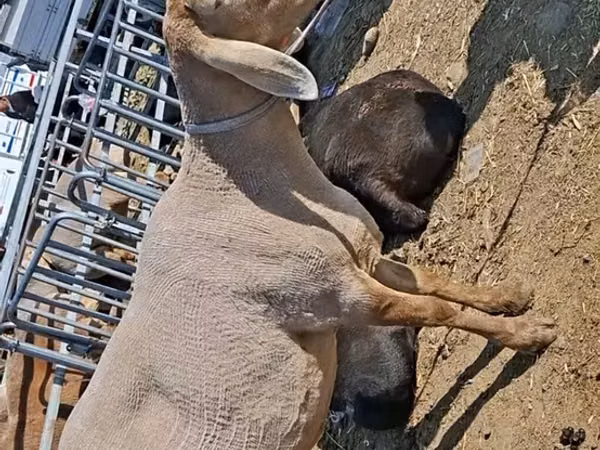 Schaf, Edilbay sheep