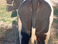 Bull, Simmental cattle — photo 3