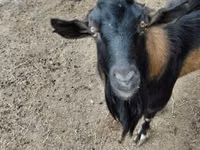Ziegenbock, Ziegen — Foto 4