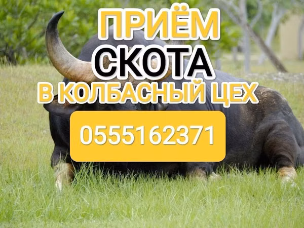 Бык, Коровы — Кыргызстан