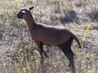 Schaf, Cameroon sheep — Foto 5