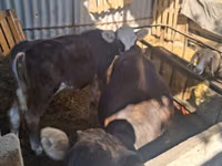 母牛, Cattle — 照片 1