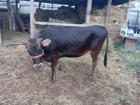 母牛, Swiss cattle — 照片 2