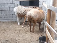 भेड़, भेड़ — फ़ोटो 3