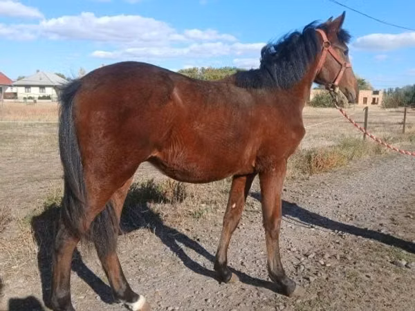 Hengst, Hungarian horse breed